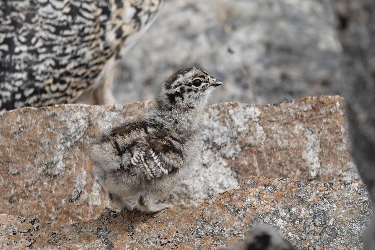 White-tailed Ptarmigan - ML350573331