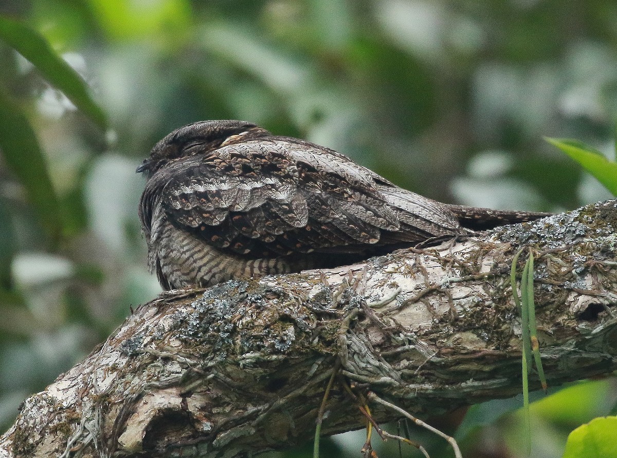 White-throated Nightjar - ML350574731