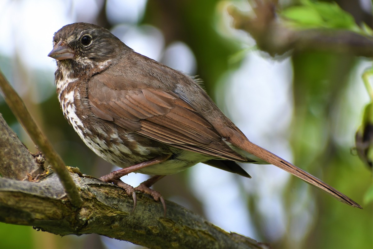 Fox Sparrow - ML350576641