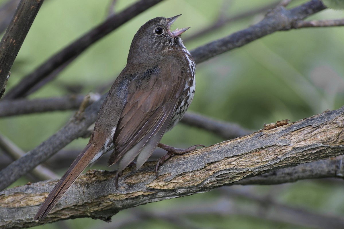 Fox Sparrow - ML350576791