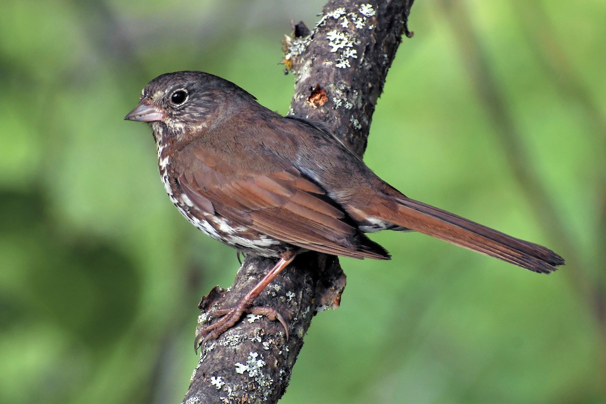 Fox Sparrow - ML350576841