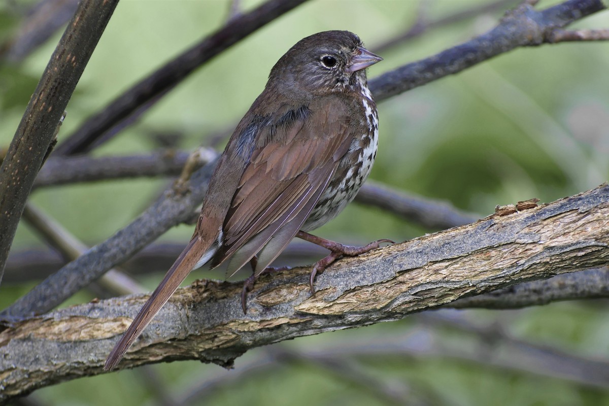 Fox Sparrow - ML350576861