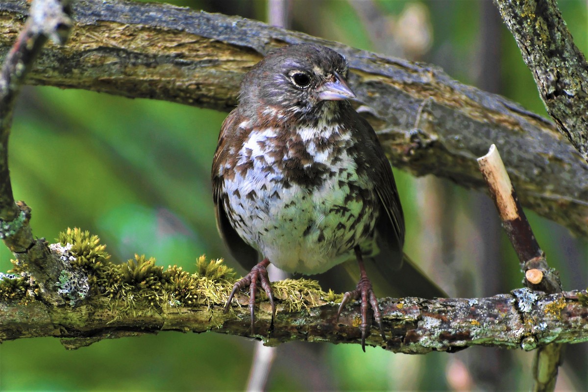 Fox Sparrow - ML350576911