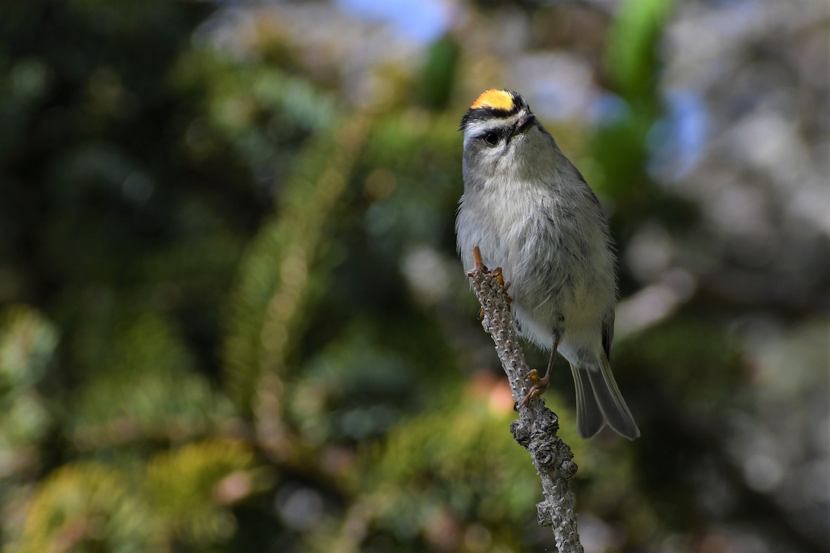 Golden-crowned Kinglet - ML350577001