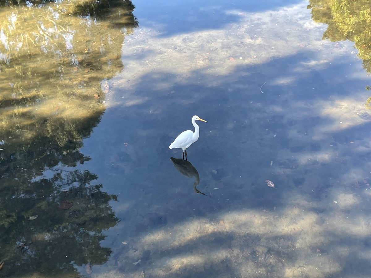 Great Egret - Anonymous