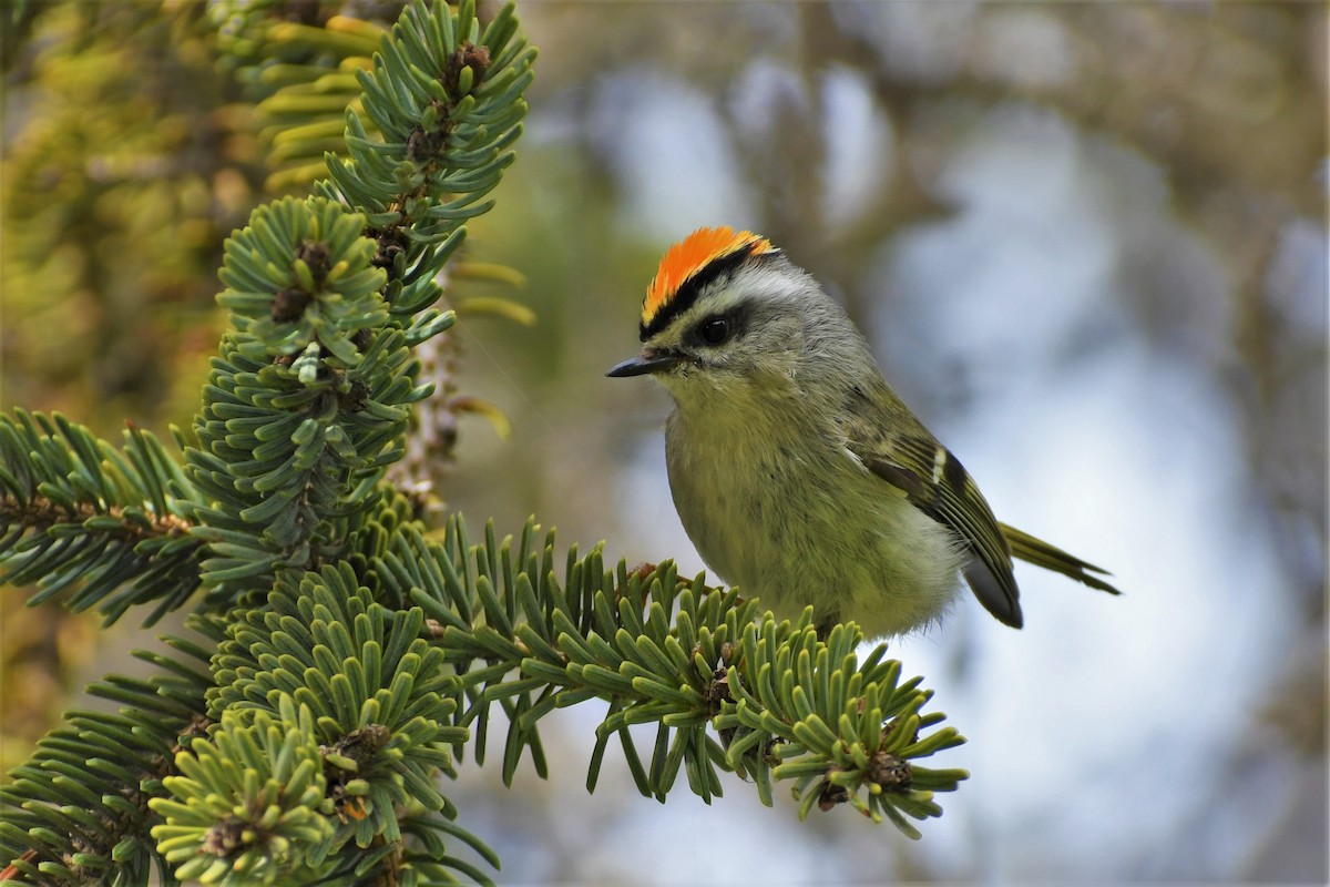 Golden-crowned Kinglet - ML350577061