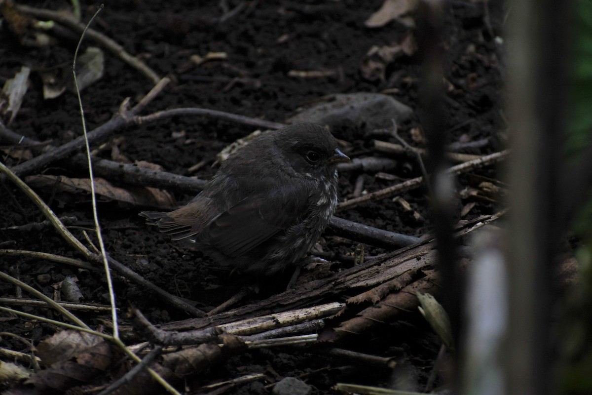 Fox Sparrow - ML350577121