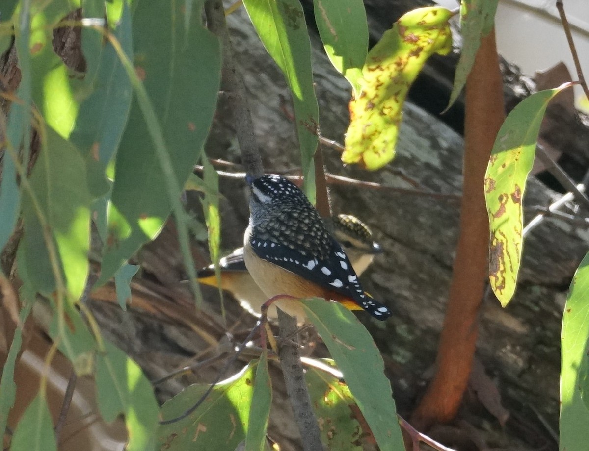 Pardalote Moteado - ML350581161