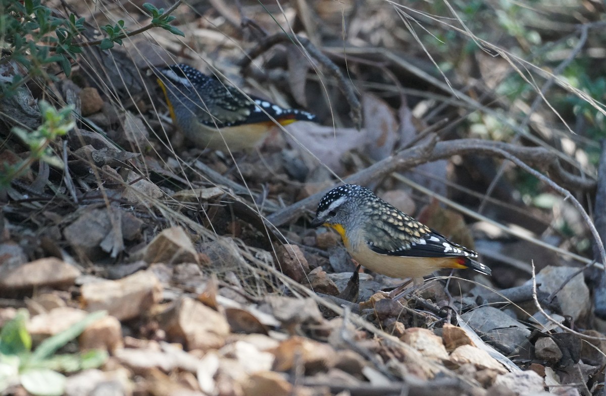 Spotted Pardalote - ML350581171