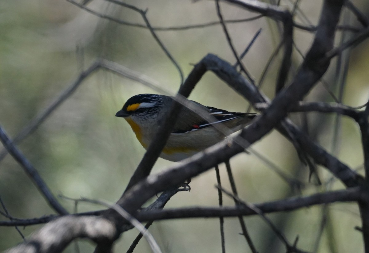 Striated Pardalote - ML350581191