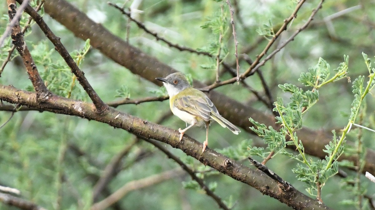 Yellow-breasted Apalis (Brown-tailed) - ML350582761