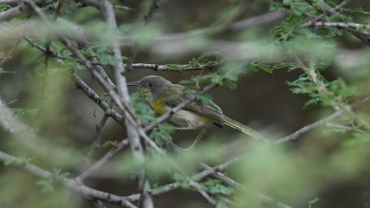 Yellow-breasted Apalis (Brown-tailed) - ML350582771