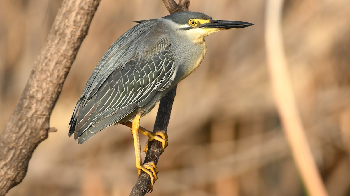 Striated Heron - ML350583431