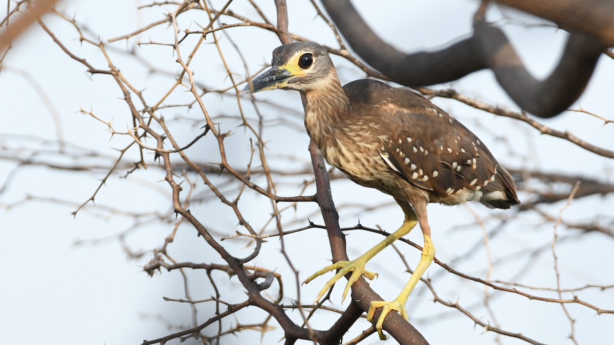 White-backed Night Heron - ML350583451