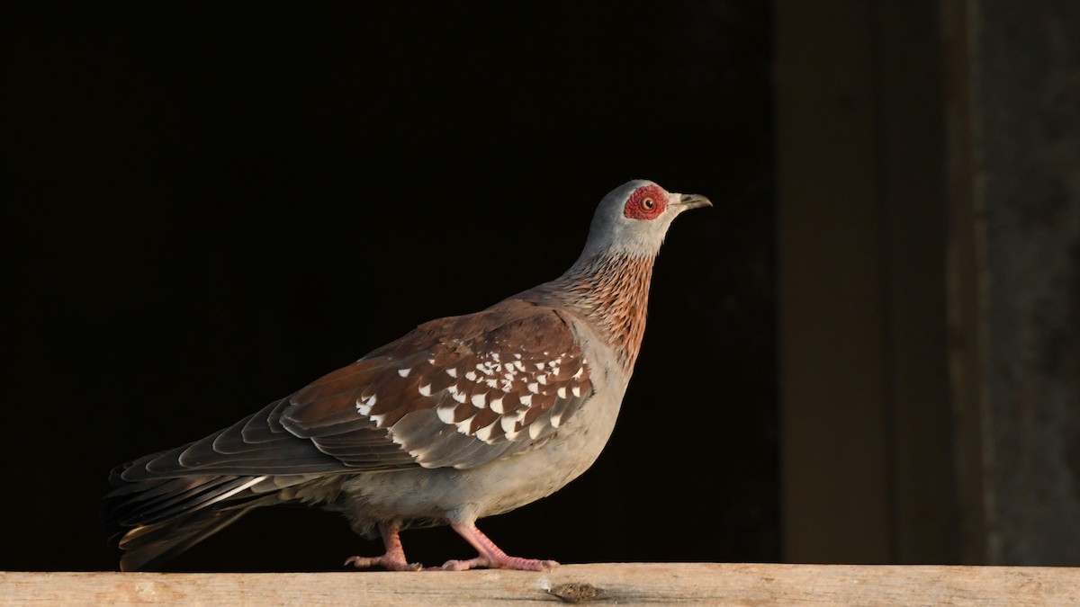 Speckled Pigeon - Vlad Sladariu