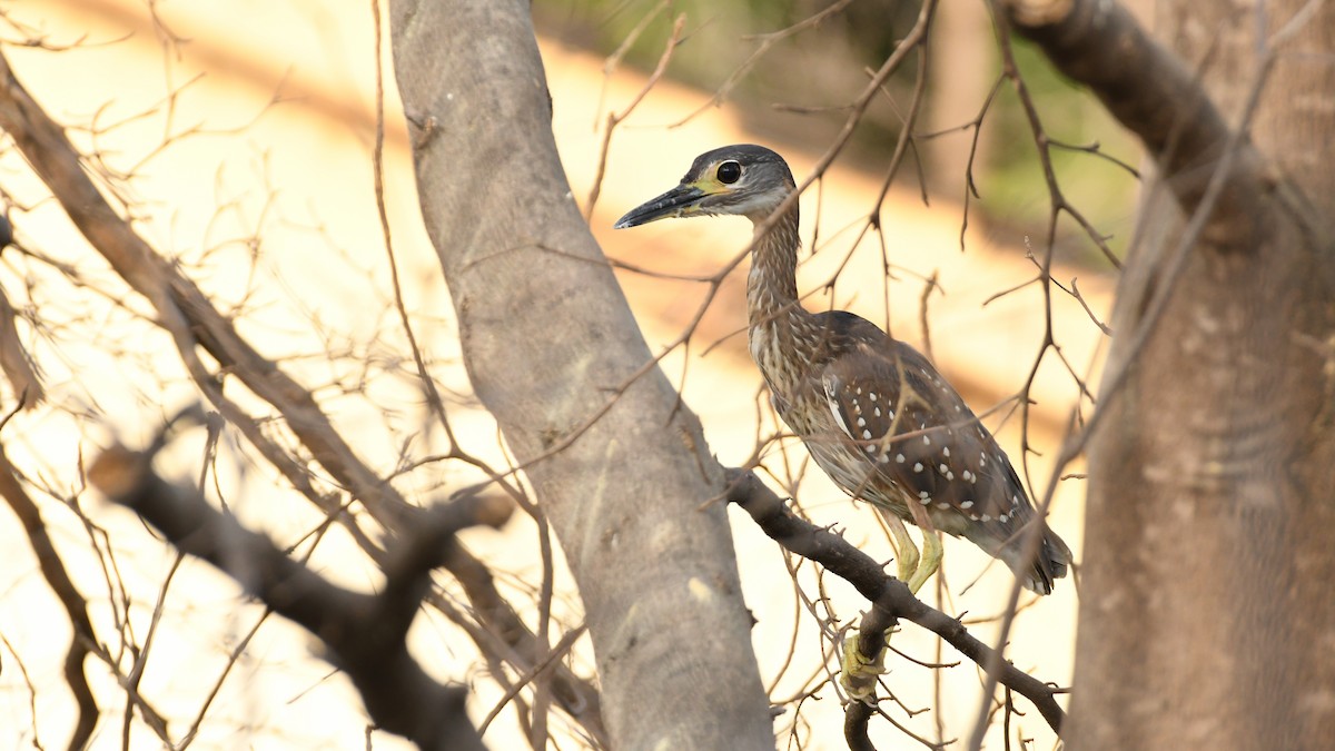 White-backed Night Heron - Vlad Sladariu