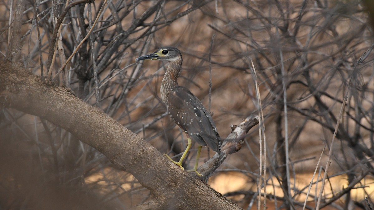 White-backed Night Heron - ML350583521