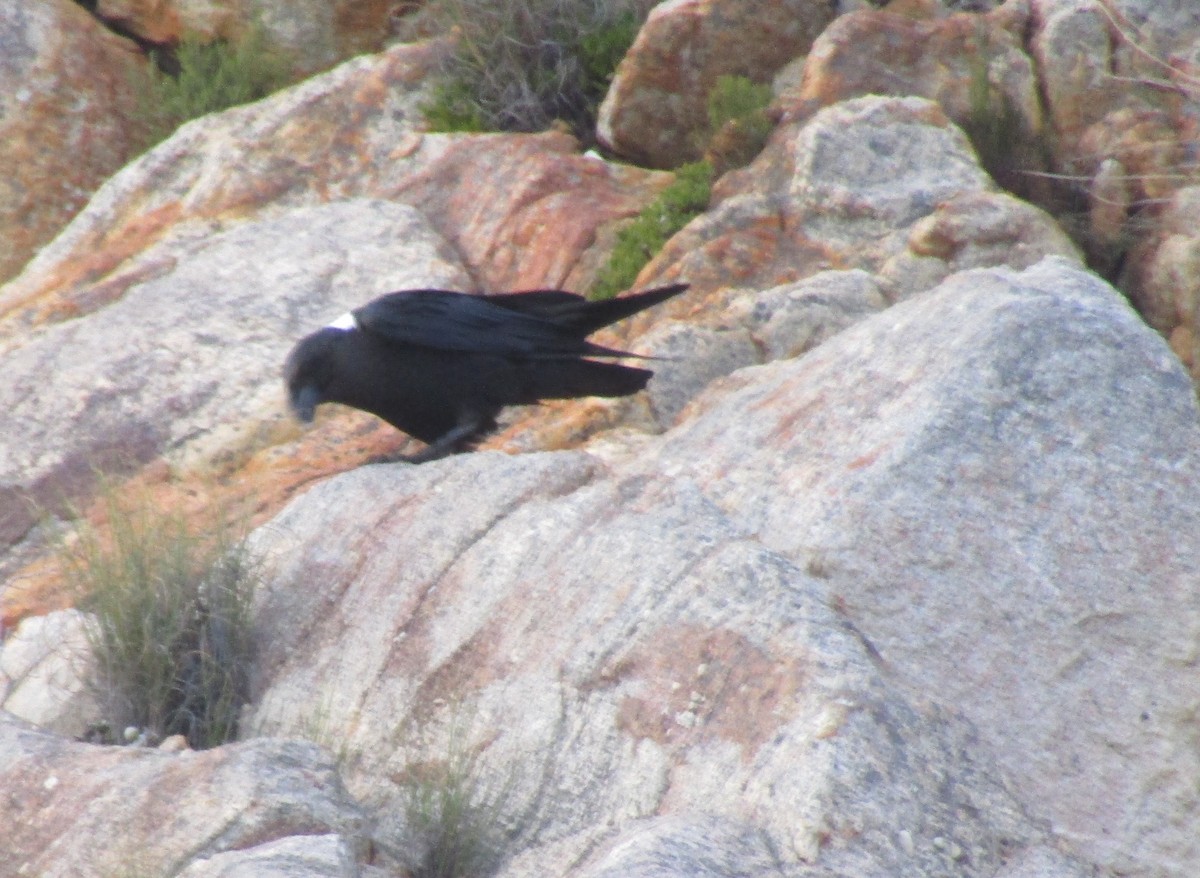 White-necked Raven - ML350583891