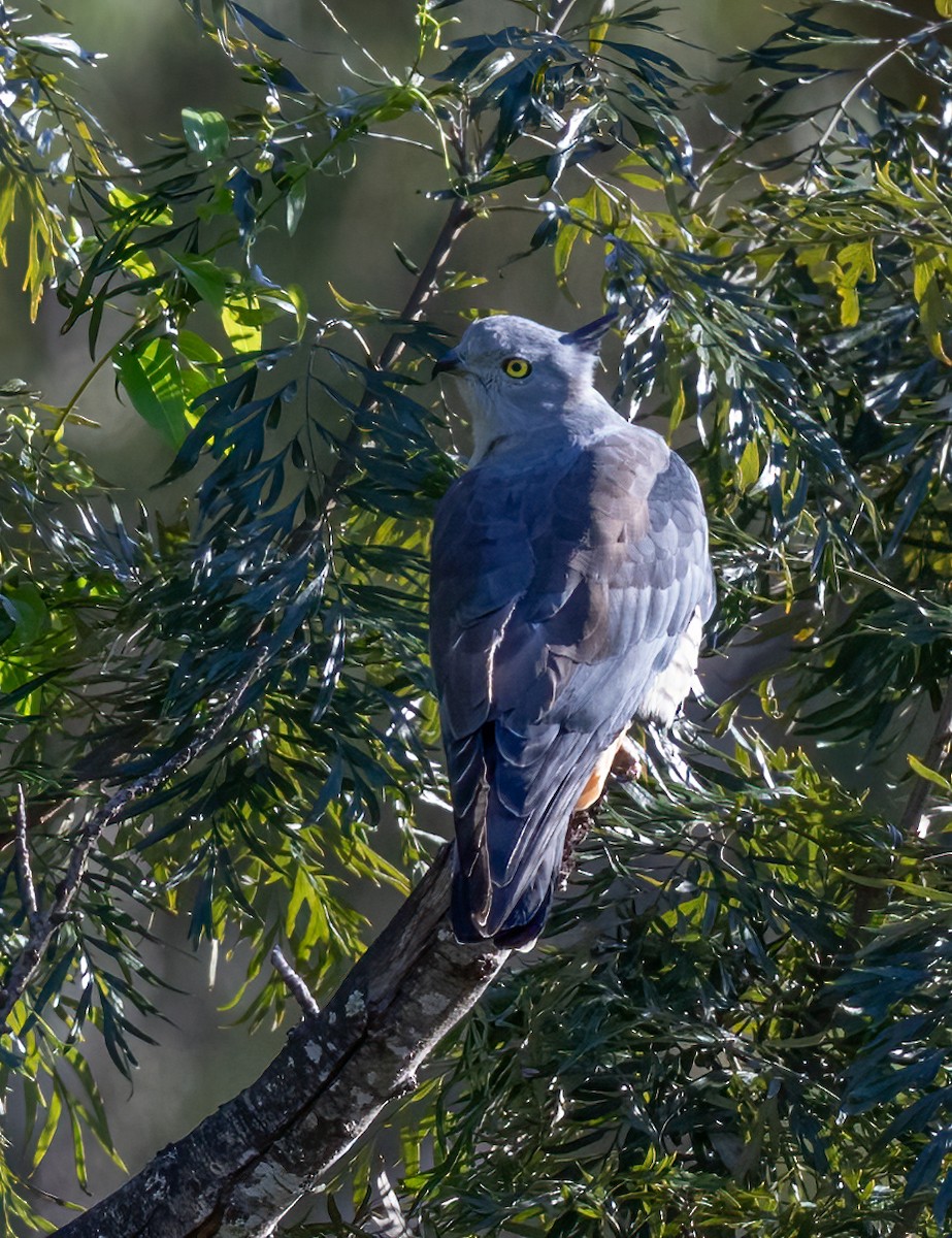 Pacific Baza - Kim Touzel