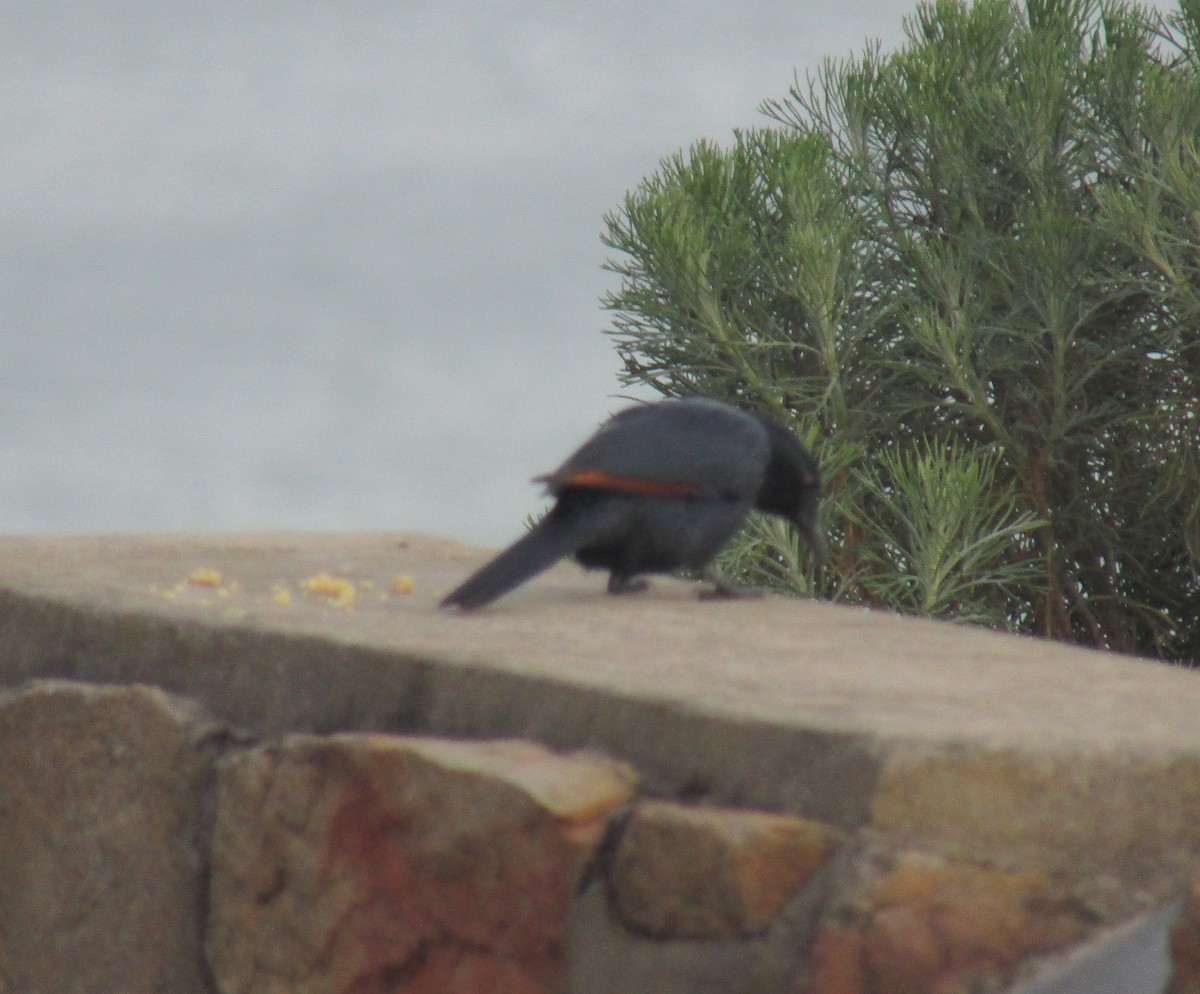 Red-winged Starling - ML350584641