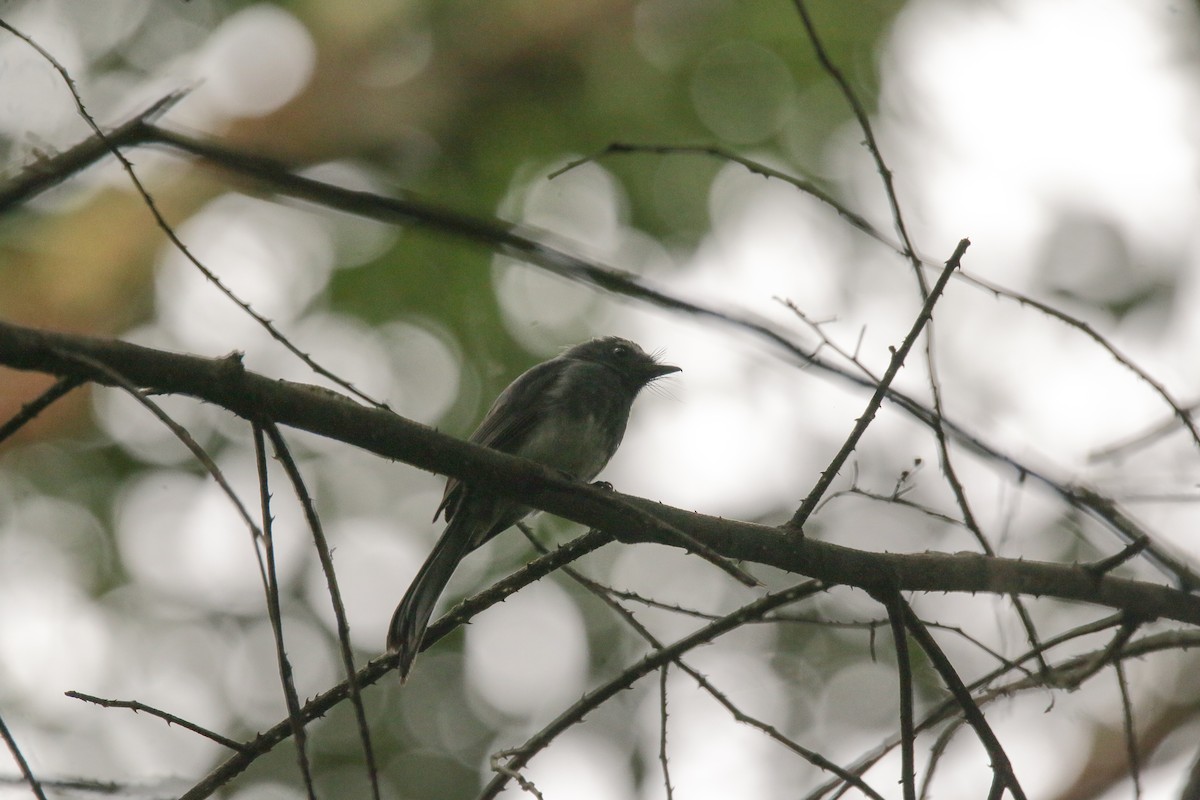 White-bellied Fantail - ML350584871