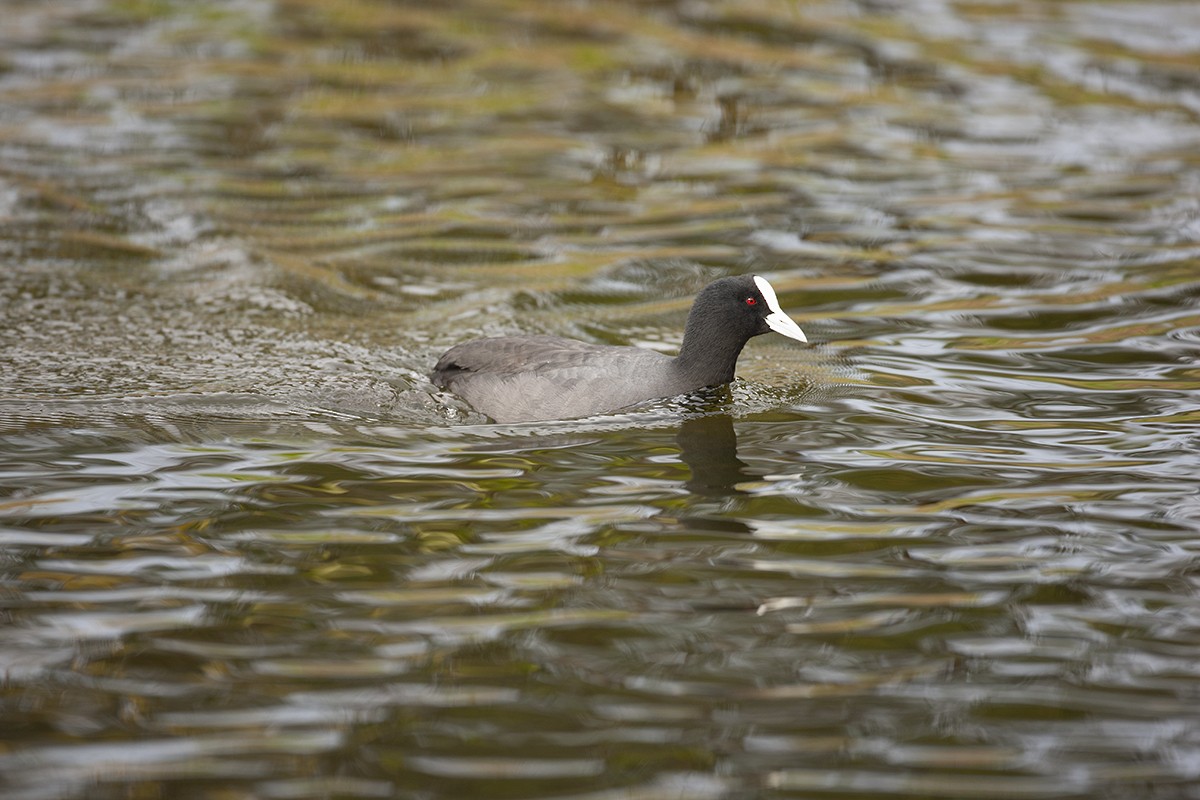 Eurasian Coot - ML350585171