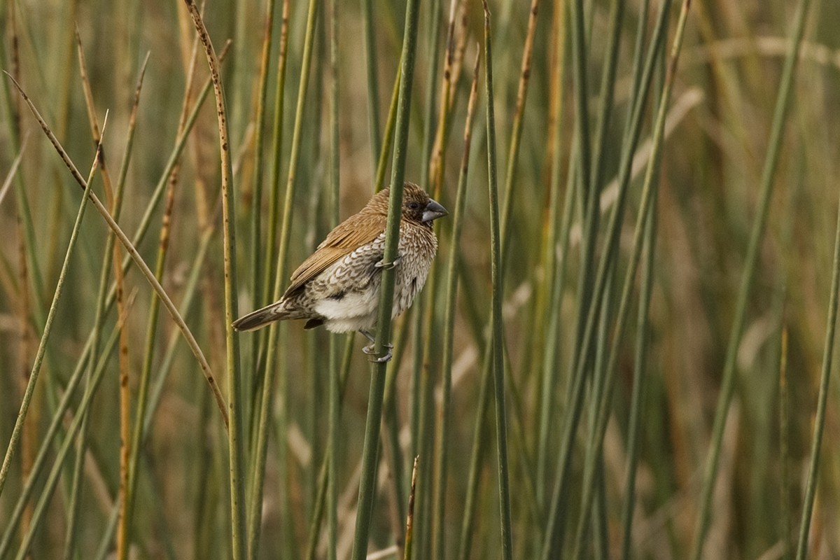 Scaly-breasted Munia - ML350585261