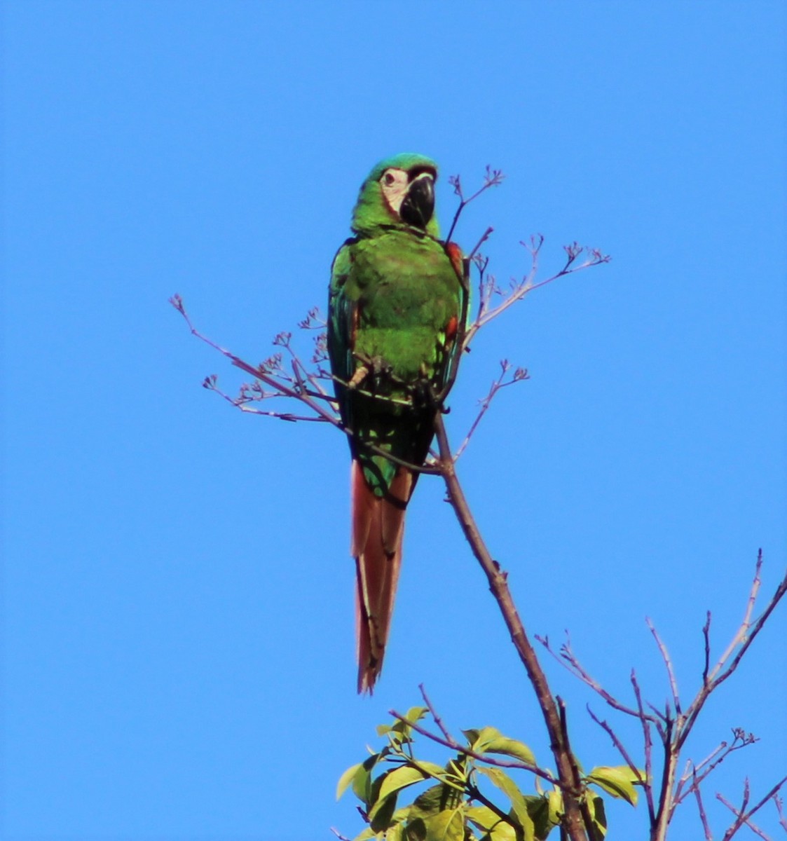 Chestnut-fronted Macaw - T L P L