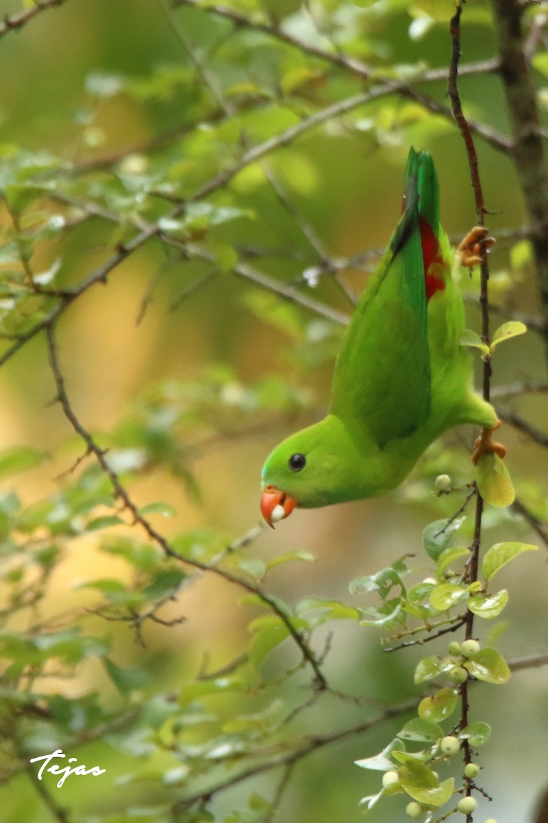 Vernal Hanging-Parrot - ML350588011