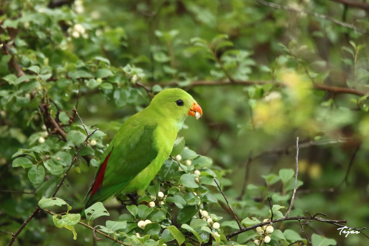 Vernal Hanging-Parrot - ML350588031