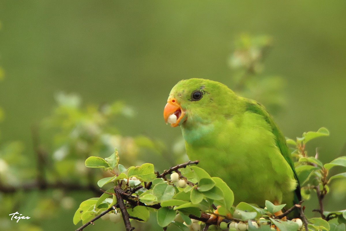 Vernal Hanging-Parrot - ML350588501