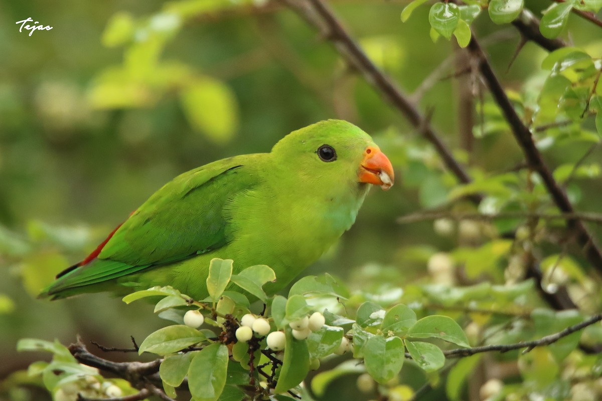 Vernal Hanging-Parrot - ML350588551