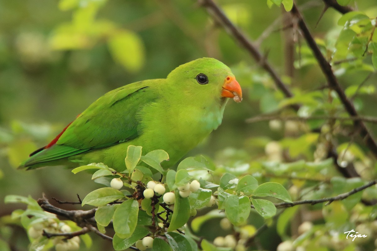 Vernal Hanging-Parrot - ML350588561