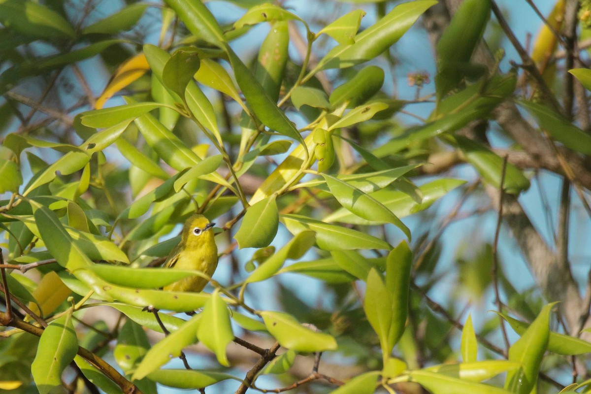 Horsfieldbrillenvogel - ML350589071