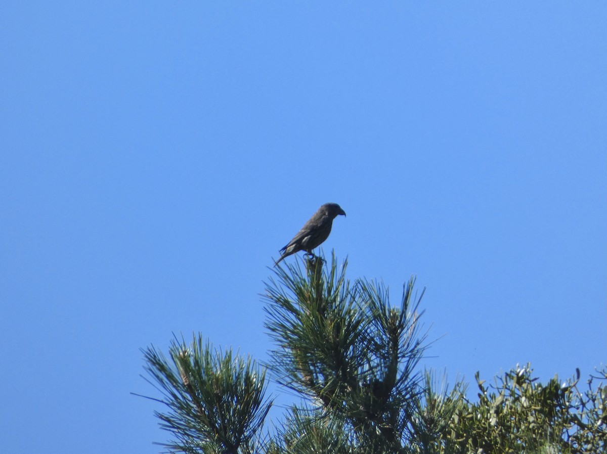 Red Crossbill (Corsican) - ML350589251