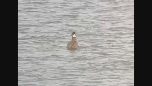 Common Scoter - ML350590901