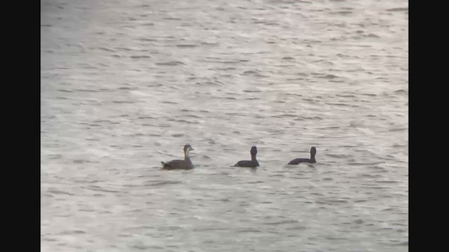 Common Scoter - ML350590941