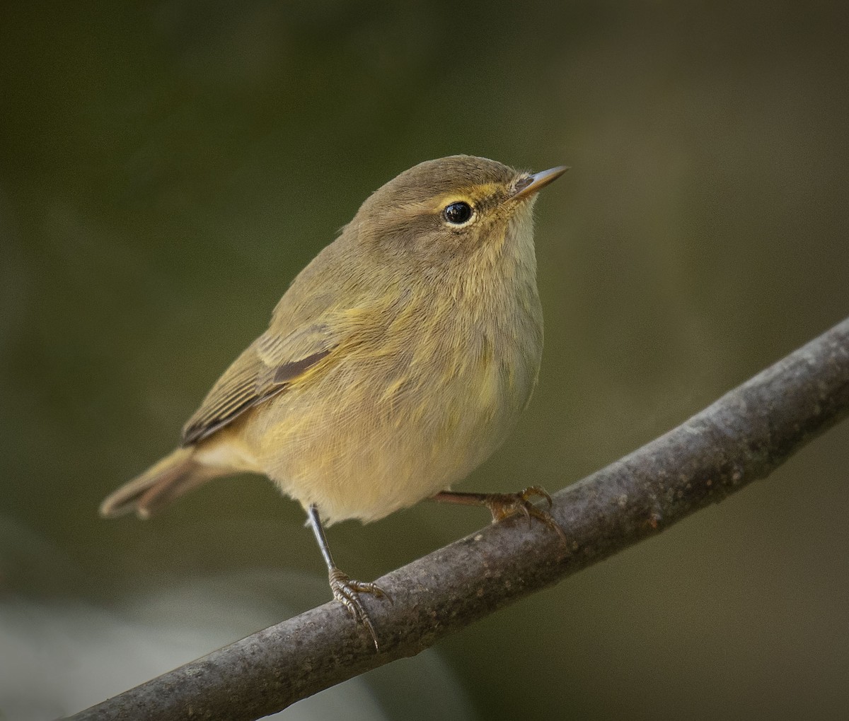 Mosquitero Común - ML350591221