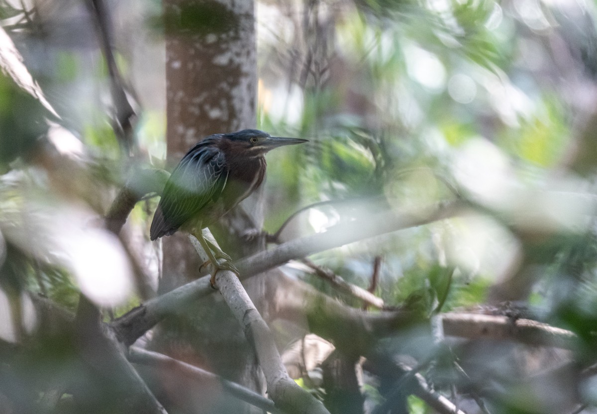 Green Heron - ML350591651