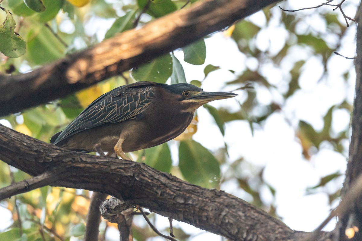 Green Heron - Wim van Zwieten