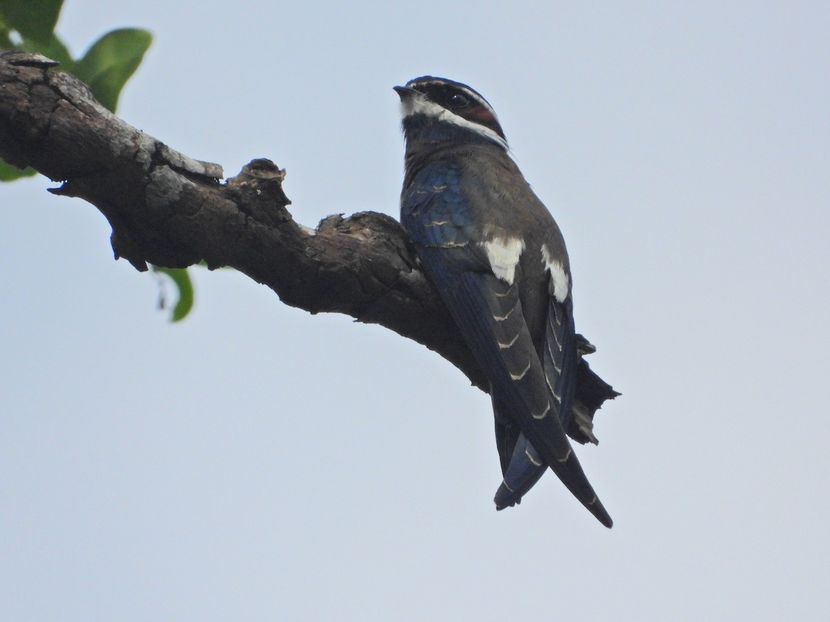 Whiskered Treeswift - ML350592811