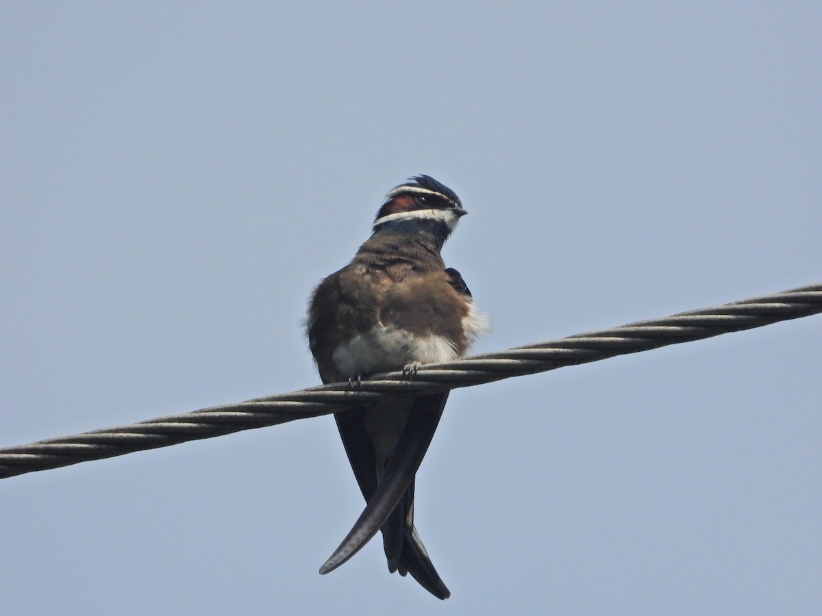 Whiskered Treeswift - ML350592851