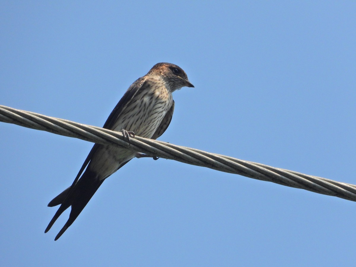 Eastern Red-rumped Swallow (Striated) - ML350592931