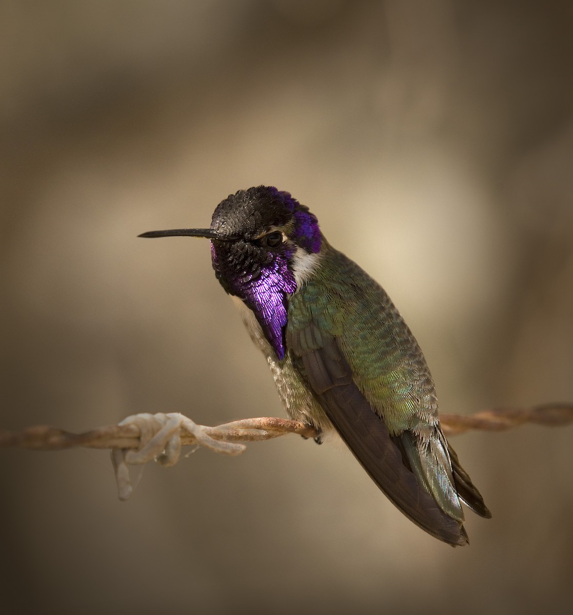 Costa's Hummingbird - John Buttress