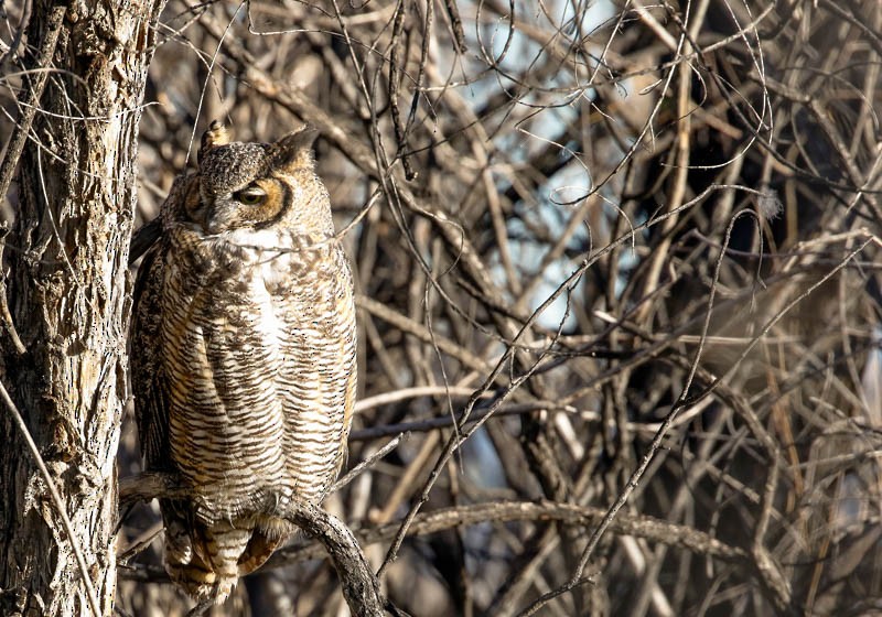 Great Horned Owl - ML35059381