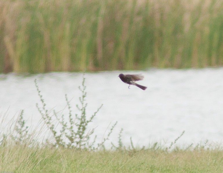 Black Phoebe - ML35059441