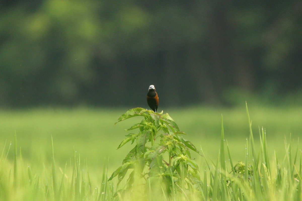White-capped Munia - ML350594891