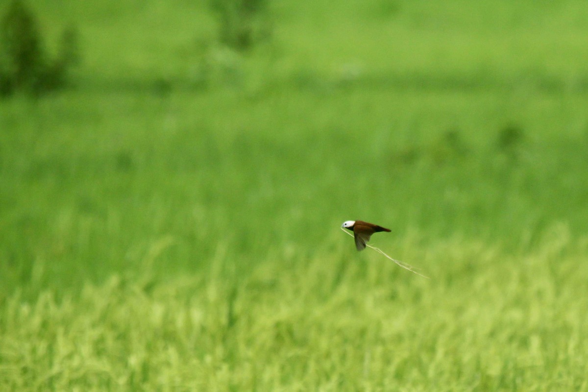 White-capped Munia - ML350594901