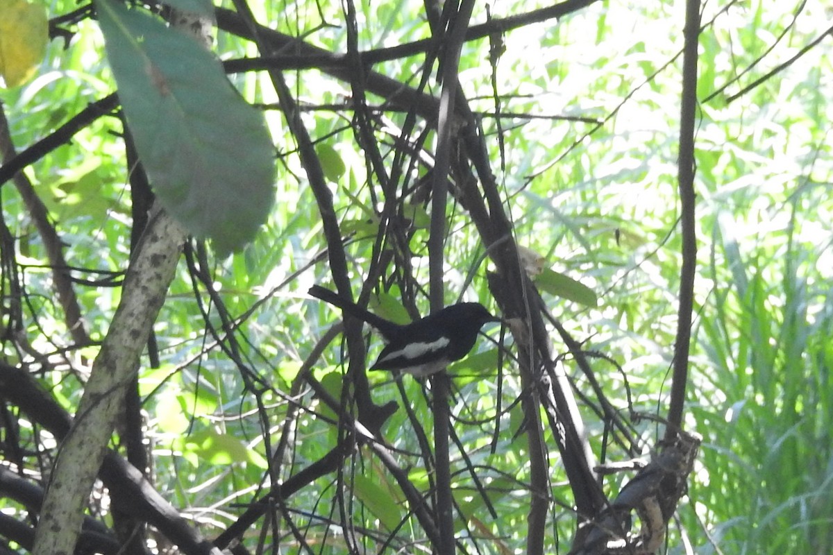 Philippine Magpie-Robin - ML350594971