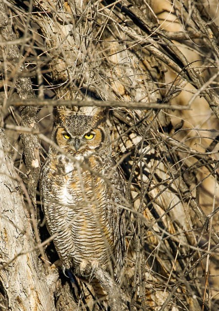 Great Horned Owl - ML35059521